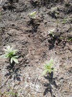 IMG_20200726_154836.jpg
