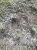 IMG_20200725_112115.jpg