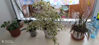 IMG_20200728_074835.jpg