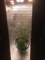 IMG_20200729_084720.jpg