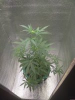 IMG_20200729_084730.jpg