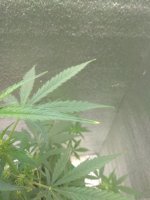 IMG_20200729_084745.jpg