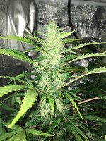 1DAE9026-887D-4A2C-A866-0E46981E3ED2.jpeg
