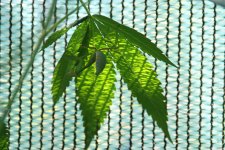 IMG_7155.JPG