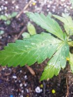 IMG_20200801_172845.jpg