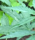 WP_20200720_10_17_33_Pro (2).jpg