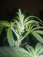 IMG_20200804_110635_1.jpg