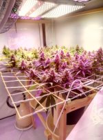 WhatsApp Image 2020-08-05 at 14.12.24.jpeg