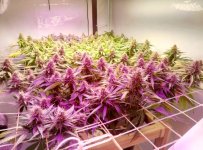 WhatsApp Image 2020-08-05 at 14.12.24 (2).jpeg