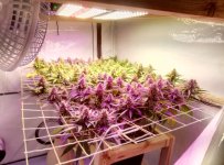 WhatsApp Image 2020-08-05 at 14.12.24 (1).jpeg