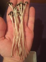 панелоус тропикалис.jpg