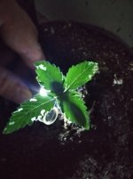 IMG_20200729_130154 (1).jpg