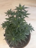 IMG_20200808_114940.jpg