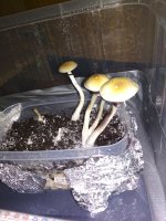 IMG_20200809_220815.jpg
