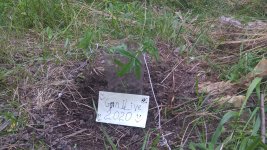 WP_20200809_12_49_07_Pro.jpg