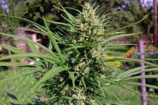 Passion-1-Strain-Dutch-Passion-Grows-Quick.jpg