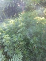 IMG_20200816_084139.jpg