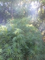 IMG_20200816_084145.jpg