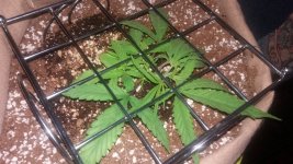 20191209_131229.thumb.jpg.f9022c6ce517cce29f9868cf91103520.jpg