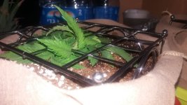 20191209_131205.thumb.jpg.8cb689d89a632402c544176cbddf018e.jpg