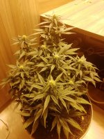 IMG_20200820_220515.jpg