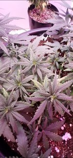 Screenshot_20200821-110431_Video Player.jpg