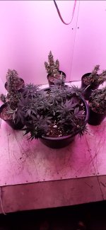 Screenshot_20200821-110541_Video Player.jpg