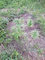 IMG_20200822_180240.jpg