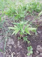 IMG_20200822_182636.jpg
