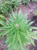IMG_20200822_180955.jpg