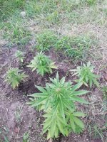 IMG_20200822_182617.jpg