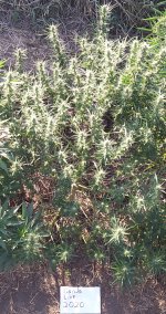 IMG_20200829_104154.jpg