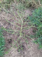IMG_20200730_074148.jpg