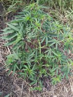 IMG_20200715_145108.jpg
