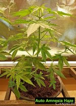 Auto Amnesia Haze_1.jpg