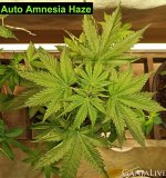 Auto Amnesia Haze_2.jpg