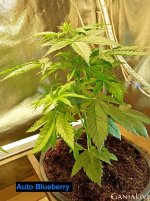 Auto Blueberry _1.jpg
