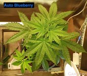 Auto Blueberry _2.jpg
