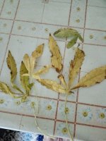 IMG_20200903_182143.jpg