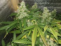 IMG_20200903_194623.jpg