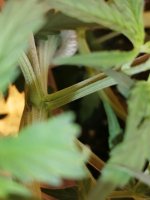 IMG_20200904_072108.jpg
