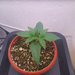 IMG_20200909_212810.jpg