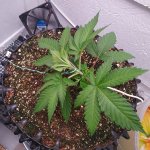 IMG_20200917_203208.jpg