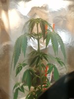 IMG_20200918_202936.jpg