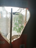 IMG_20200917_162659.jpg