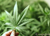 marijuana.jpg