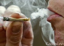 cannabis.jpg