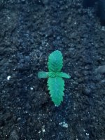 20200925_211641.jpg 20200925_211641.jpg