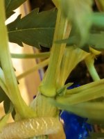 IMG_20200926_161817.jpg