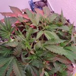 IMG_20200926_183512.jpg